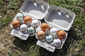 Gallinas Sin Fronteras S.L.