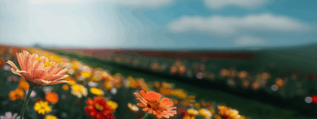 fondo campo flor aroma