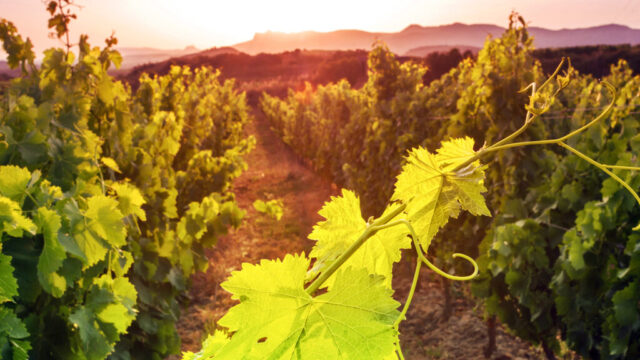 Rebelwinetours