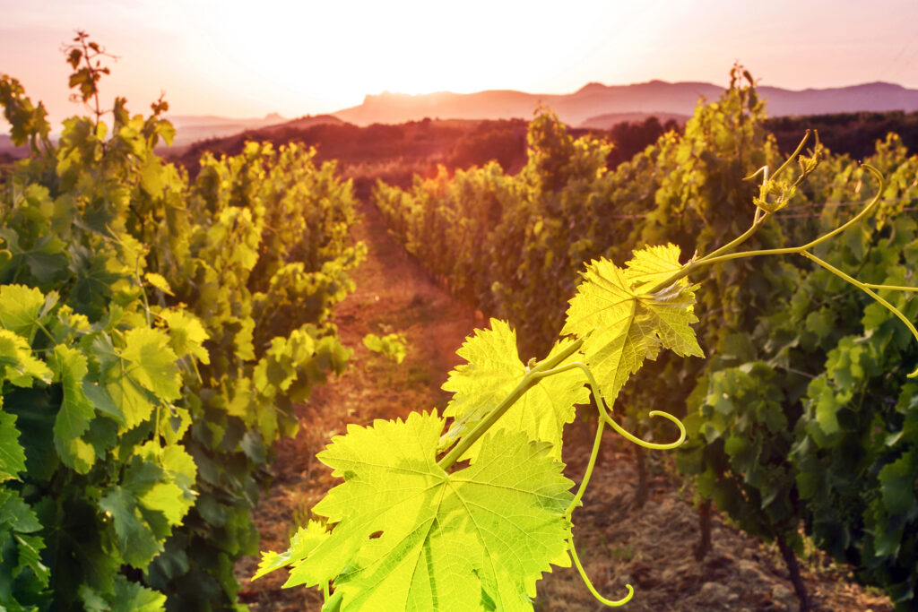Hoja-vinedo-atardecer_v2-1024×683