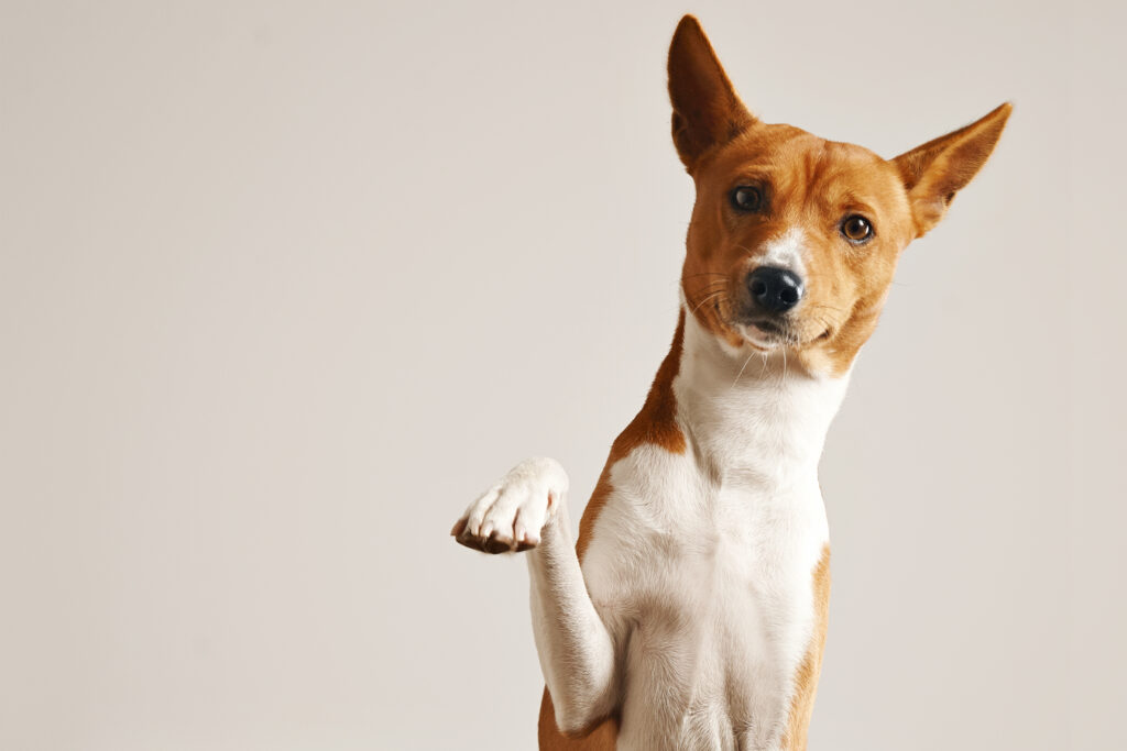 Adorable dog giving his paw